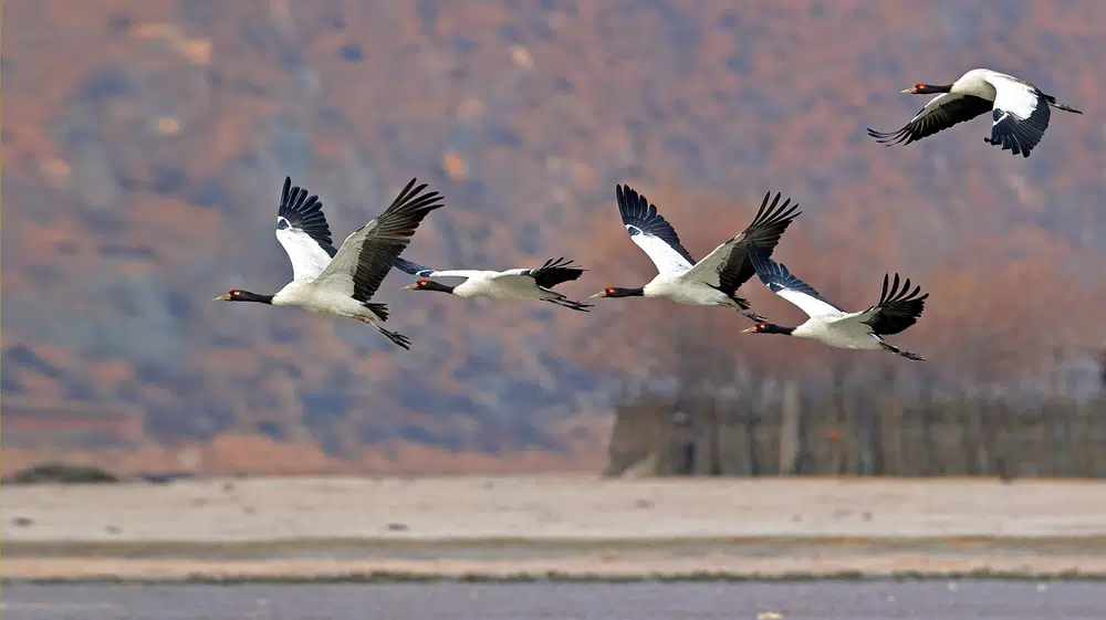 Black-necked Crane Information Centre